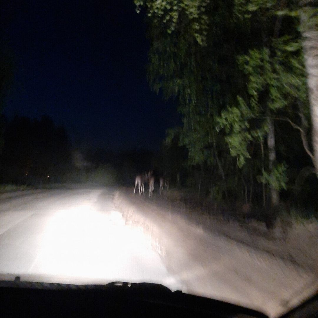 лоси Саров.jpg